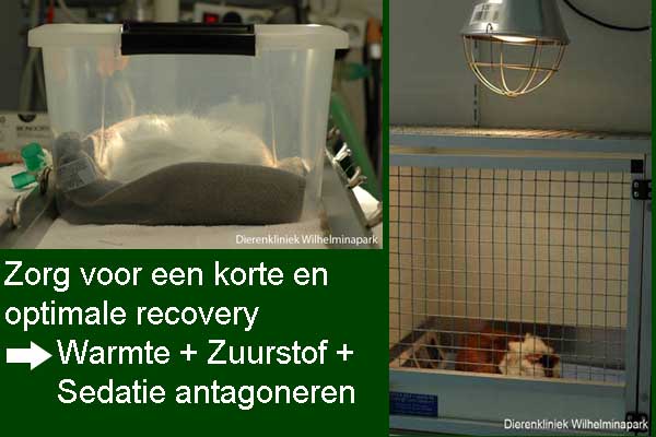 Sterilisatie cavia